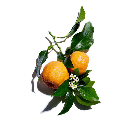 ビターオレンジ（ダイダイ）-ビターオレンジワックス-Citrus aurantium amara (bitter orange) flower wax