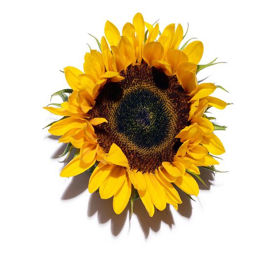 ヒマワリ（サンフラワー）-ヒマワリ種子油不けん化物-Helianthus annuus (sunflower) seed oil unsaponifiables