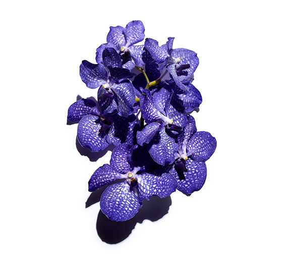 ブルーオーキッド-ブルーオーキッドエキス-Orchid extract,vanda coerulea extract