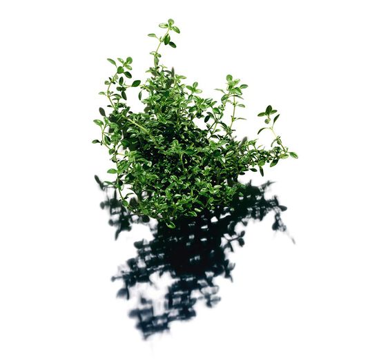 レモンタイム-レモンタイムエキス-Thymus citriodorus flower/leaf extract