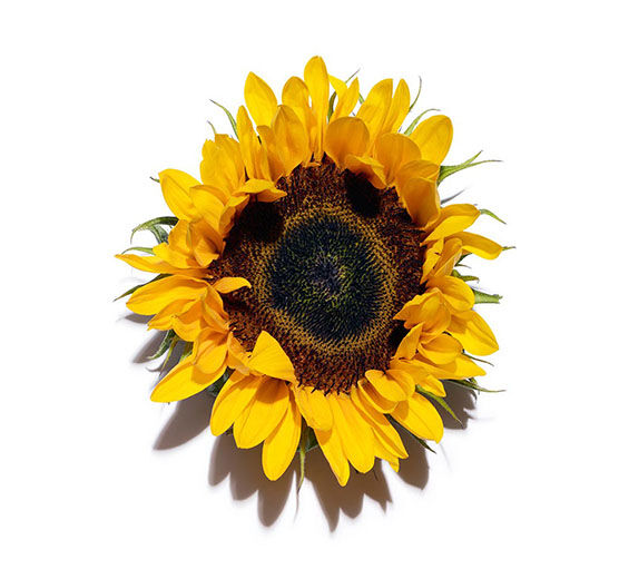 ヒマワリ（サンフラワー）-ヒマワリワックス-Helianthus annuus (sunflower) seed wax