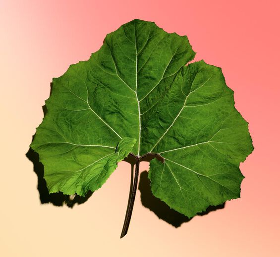 セイヨウフキ-オーガニック セイヨウフキエキス-Petasites hybridus leaf extract