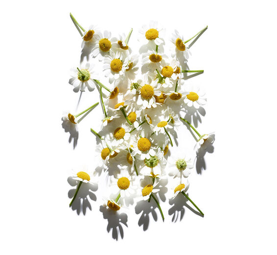 ローマカミツレ（カモミール）-ローマカミツレエッセンシャルオイル-Anthemis nobilis flower oil