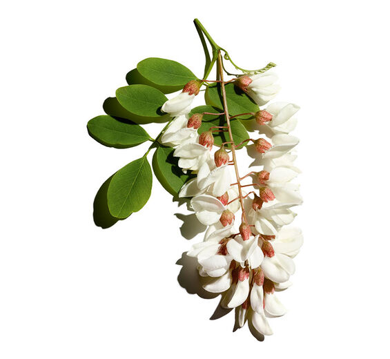 ハリエンジュ（ニセアカシア）-ハリエンジュフラワーウォーター-Robinia pseudoacacia flower extract