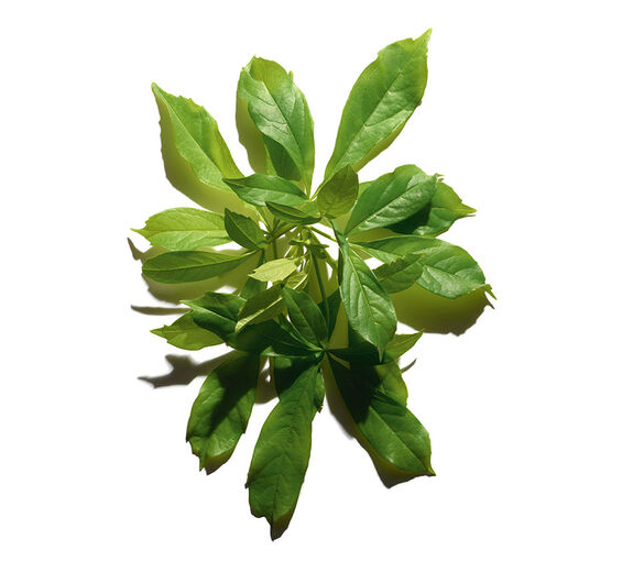 バオバブ-オーガニック バオバブオイル-Adansonia digitata seed oil
