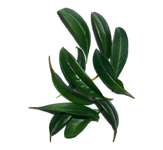 マルメロ（クインス）-マルメロリーフエキス-Cydonia oblonga leaf extract