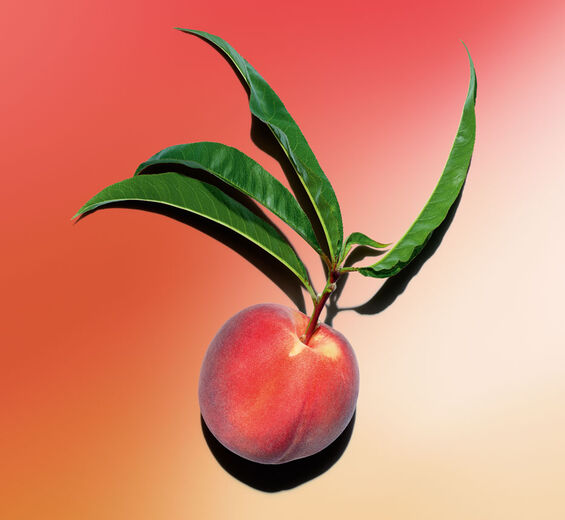 モモ（ピーチ）-ピーチツリーミルク-Prunus persica (peach) leaf extract