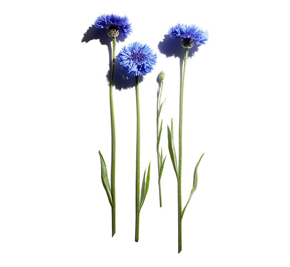 ヤグルマギク（コーンフラワー）-オーガニック ヤグルマギクエキス-Centaurea cyanus flower extract