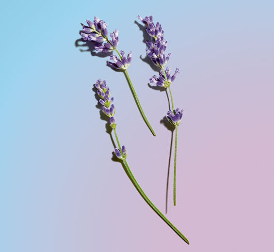 ラベンダー-ラベンダーエッセンシャルオイル-Lavandula angustifolia (lavender) oil