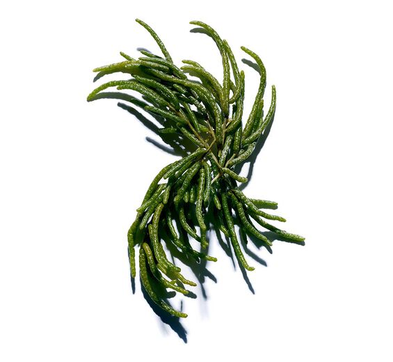 赤サンゴ草（アッケシソウ）-オーガニック アッケシソウエキス-Salicornia herbacea extract