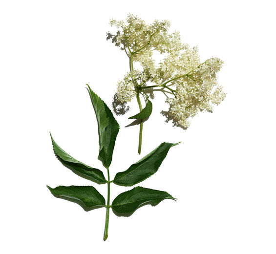 セイヨウニワトコ（エルダー）-オーガニック エルダーエキス-Sambucus nigra flower extract