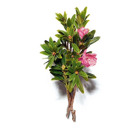 アルペンローズ-アルペンローズエキス-Rhododendron ferrugineum extract